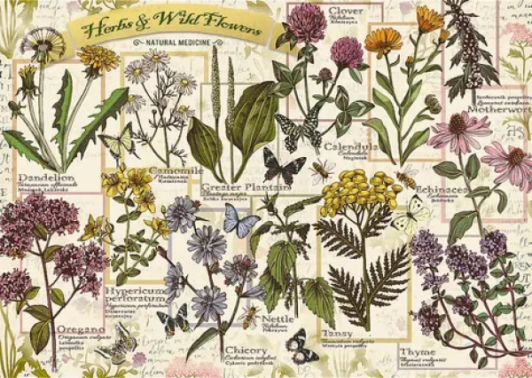 Trefl - Puzzle - Herbarium: Léčivé byliny