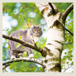 Nástěnný kalendář 2027 Helma Cats