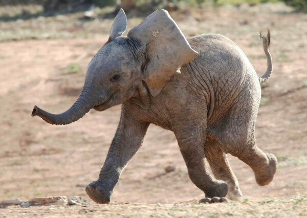 Pohlednice 3D Slůně