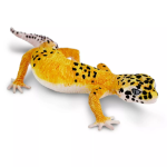 Safari Ltd. Safari Ltd. Figurka - Gekončík noční