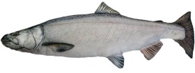 Gaby Polštář Losos stříbrný 90 cm,Gaby Polštář Losos stříbrný 90 cm