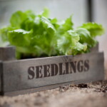Garden Trading Dřevěný truhlík na sazenice Aldsworth, přírodní barva, dřevo