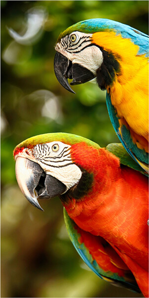 Froté osuška Barevní Papoušci Ara