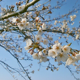 Máj - Karel Hynek Mácha - audiokniha