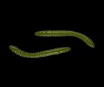 Libra Lures Fatty D’Worm Olive - D’Worm 6,5cm 10ks,Libra Lures Fatty D’Worm Olive - D’Worm 6,5cm 10ks