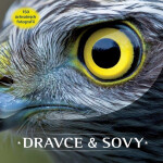 Dravce sovy