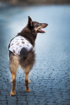 Lama hárací kalhotky pro psa Barva: Béžová, Obvod slabin (cm):