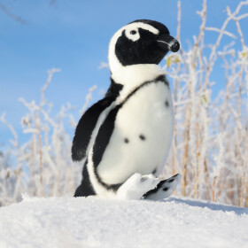 Plyšový tučňák magellanský 30 cm, ECO-FRIENDLY