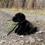 Plyšový labrador černý 25 cm ECO-FRIENDLY