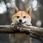 Nástěnný kalendář poznámkový 2027 Notique Happy Doge, 30 x 30 cm