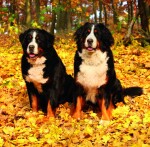 Nástěnný poznámkový kalendář 2026 Helma - Dogs