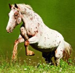 Nástěnný poznámkový kalendář 2026 Helma - Horses