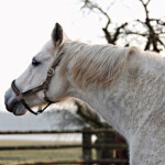 Černý jezdec, bílý kůň - Karel Šiktanc - audiokniha