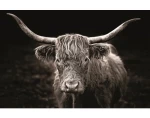 Obraz na plátně Skotská kráva, 118x78 cm