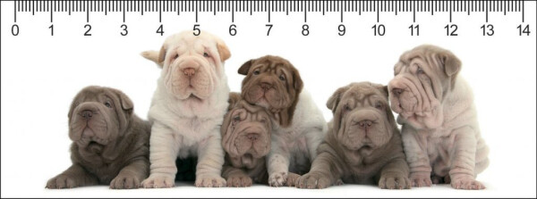Shar Pei party 3D