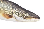 Gaby Polštář Štika říční mini 45cm,Gaby Polštář Štika říční mini 45cm