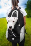 Trend batoh pro psa | do 10 Kg Barva: Černá, Dle váhy psa: 6 - 10 kg