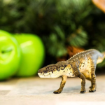 Safari Ltd. Safari Ltd. Postosuchus