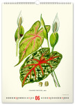 Nástěnný kalendář 2027 Notique Vintage herbář, 33 × 46 cm
