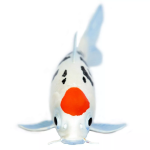 Safari Ltd. Safari Ltd. Figurka - Koi kapr