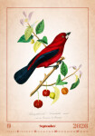 Nástěnný kalendář 2026 Helma - Aviarium, 31,5 x 45 cm