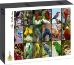 GRAFIKA Puzzle Nejkrásnější ptáci světa