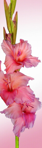 Záložka - Harmonie 2