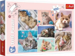 Puzzle kočičím dílků