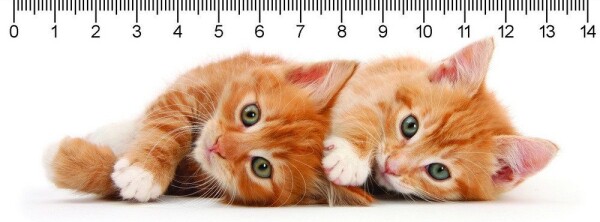 Pravítko 3D Two Ginger Kitten