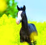 Nástěnný poznámkový kalendář 2026 Helma - Horses