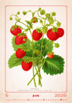 Nástěnný kalendář 2026 Helma - Herbarium, 31,5 x 45 cm