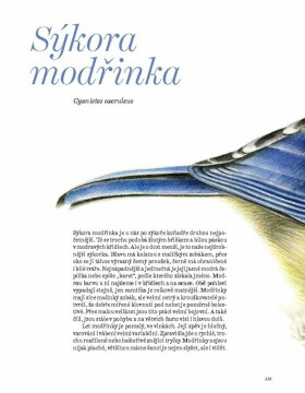 Ptačí duše - Pavlína Kourková