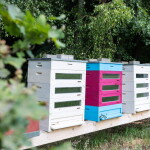 Bzůčo kolekce ovocných vín 4×750 ml | Včelařství Domovina