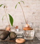 PEPIN Pomůcka pro pěstování avokáda – Gigi, žlutá barva, korek