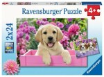 Ravensburger Kouzelná štěňata