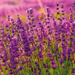 Nástěnný poznámkový kalendář 2026 NOTIQUE - Provence, 30 x 30 cm - BEZ ČEŠTINY