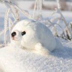 Plyšová bílá sova 18 cm