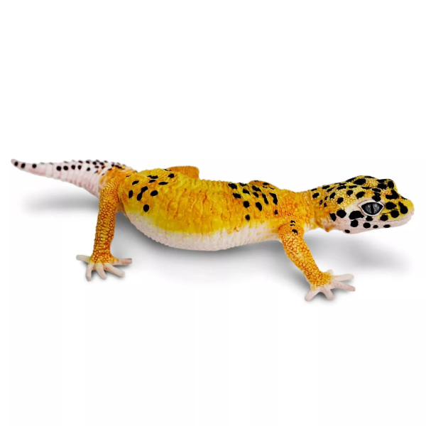 Safari Ltd. Safari Ltd. Figurka - Gekončík noční
