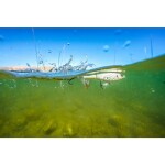 Berkley Wobler Choppo Perfect Ghost - 10,5cm,Berkley Wobler Choppo Perfect Ghost - 10,5cm