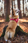 Kelly pet postroj pro psa | 51 – 72 cm Barva: Modrá, Obvod hrudníku: 51 - 61 cm
