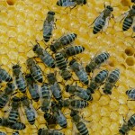 Včelařství Domovina Zázvor medu FORTE Hmotnost: