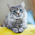 Nástěnný poznámkový kalendář 2026 NOTIQUE - Kočky, 30 x 30 cm