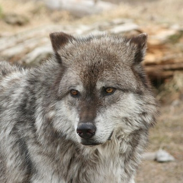 Vlčpanna - Vladimír Zajíc - audiokniha