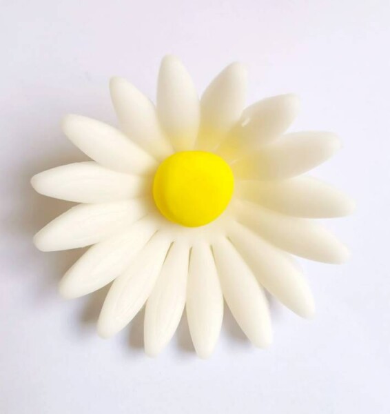 Dortisimo Cukrová sedmikráska velká bílá (9 ks)