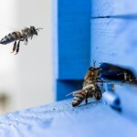 Včelařství Domovina GOURMED Maca s kakaem v medu Hmotnost: 180 g