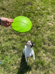 Soar plastové frisbee pro psa | 18 cm Barva: Fialová, Rozměr (cm): 18