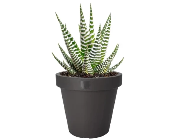 Květináč Kanten 40 cm, antracitový