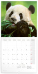 Kalendář 2024 poznámkový: Pandy, 30 × 30 cm