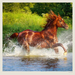 Nástěnný kalendář 2027 Helma Horses