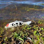 Safari Ltd. Safari Ltd. Figurka - Koi kapr
